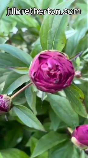 Fix your PEONY BUDS NOW. Feed your peonies for bigger blooms #peony #peonyflower