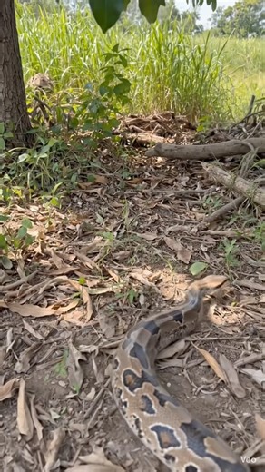 BIG PYTHON IN GARDEN #python #snake #wildlife