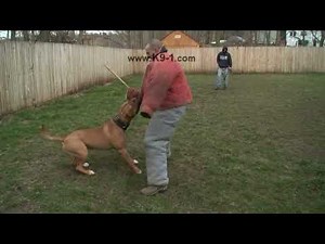 Attack Trained Bandogge Bites the Weapon Arm. Dog Training with K9-1.