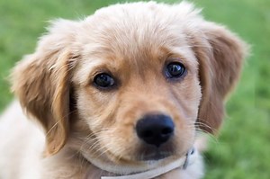 Seth Meyers Reveals The Most Extreme Dog Shaming In This Hilarious Video