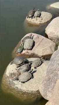 100 "Ninja Turtles" Took Over This Pond! 🥷🐢