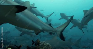 Sharks from below in the Pacific Ocean. Underwater marine life with grey sharks and fish swimming near coral reef in the Sea. Diving in the clear water - close up
