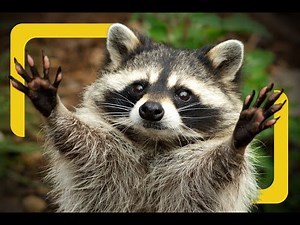 Raccoons as house pets? It could happen