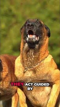 Malinois Dogs: The Unsung Heroes Saving Lives Everyday! #shorts