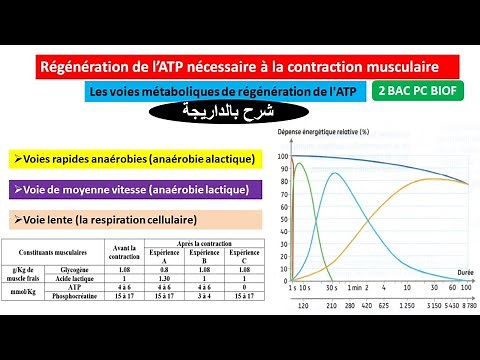 Régénration de l'ATP nécessaire à la contraction musculaire 2 BAC pc biof (شرح بالداريجة)