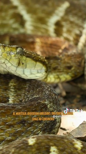 Ilha das Cobras: Conheça a mais perigosa do mundo
