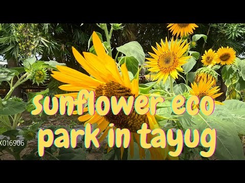 2024 TOUR OF SUNFLOWER ECO PARK IN TAYUG PANGASINAN
