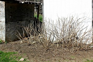 How to Prune Thimbleberries in a Few Simple Steps