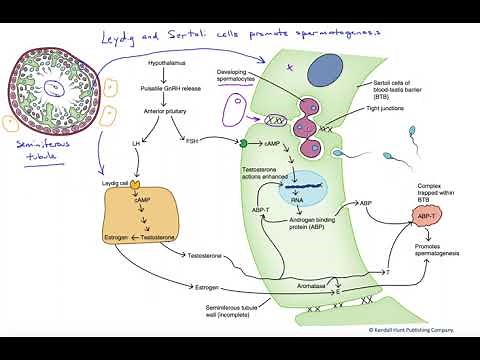 Leydig and Sertoli cells promote spermatogenesis