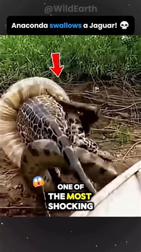 😳 The Biggest Meal Ever Eaten by an Anaconda