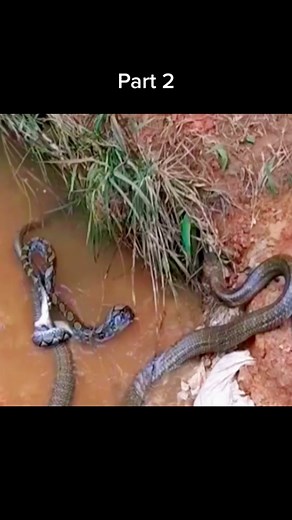 King snake eats python😱 #wildanimals #python #kingsnake #animals