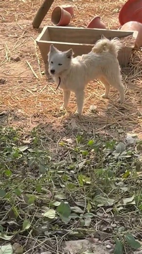 Dog German Spitz #wildtv #discovery #animals #wildlife #dog #goldenretriever spitz #zooanimals