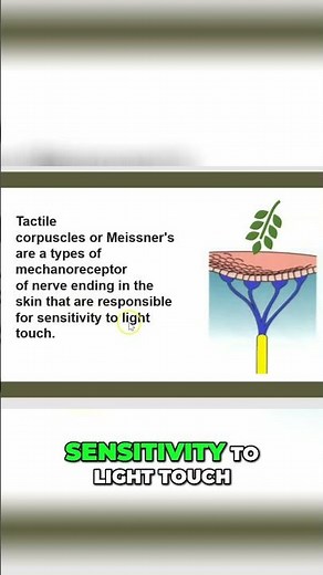 Meissner's Corpuscles: Light Touch Explained Simply #shorts