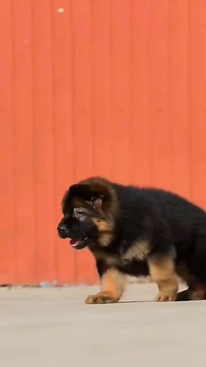 10K views · 461 reactions | Adorable German Shepherd Puppy's Journey: From Birth to Playtime  #GermanShepherd #PuppyLove #GermanShepherd #PuppyLove #USAAdventures #DogsofAmerica #PawsandPlay #PuppyLife #AmericanDream #ExploreUSA #PuppyTravel #CuteCompanions | German Shepherd | Facebook