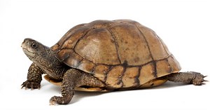 Coahuilan Box Turtle Facts (Aquatic Box Turtle) - All Turtles