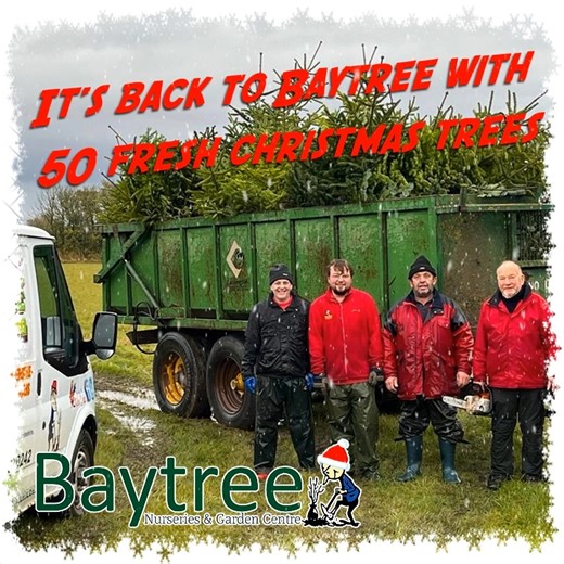When buying a real Christmas tree you really can't get fresher that a Baytree tree, cut daily from our very own fields. | Baytree Garden Centre