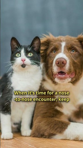 How to Introduce Cats to Dogs?