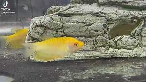 Introducing the stunning Golden Gourami! With their radiant gold hue and peaceful demeanor, these beautiful fish are sure to light up any aquarium. Add a touch of golden elegance to your aquatic world. 🐟✨ #GoldenGourami #AquariumLife #PetZoneSD | Pet Zone Tropical Fish, San Diego, California