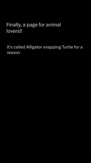 Exploring The Animal Universe | Follow @animal_realmhq to explore the animal world 💣🧠 The snapping turtle is a powerful, ancient-looking freshwater reptile best known for... | Instagram