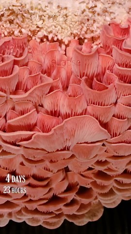 Oyster mushroom growing time lapse