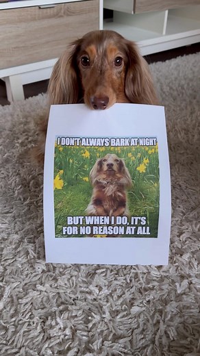 Brighten Someone's Day Challenge with Roswell and a Dog Meme