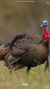 3.6M views · 49K reactions | Turkey bird.....旅 #shorts #viral #shorts...