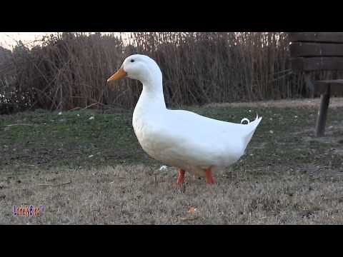 Peking Ducks Walking