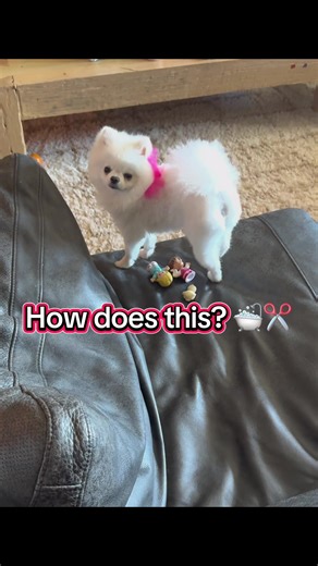 Me: I would like the teddy 🧸cut today for my Pomeranian 🥰 . Picks up: yeah she was moving a lot, next time try giving her cbd drops 😆🤣😩😭 What I asked vs what I got 🫠 #paratiiiiiiiiiiiiiiiiiiiiiiiiiiiiiii #fyp #fypシ #fypシ゚viral #fyppppppppppppppppppppppp