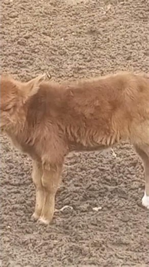 Sweet Baby Cow Compilation | Cutest Calf Ever!