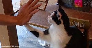 Brave Cat Helps Stop Burglar But Is Nearly Lost in the Process | GreaterGood