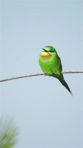 Bee-eater yoga session: stretch, fluff, repeat
