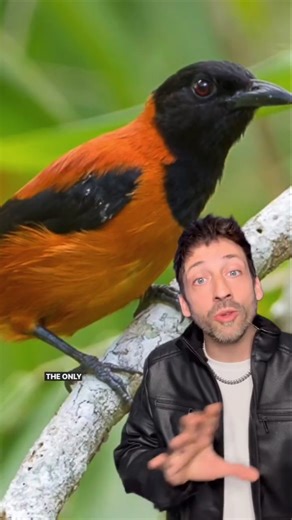 The only poisonous bird🐦☠️#didyouknow #funfact #animals #wildlife #poisonous #usa #shorts #birds