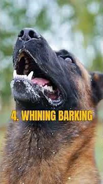 5 Signs Your Dog Is STRESSED (Don't Ignore These!) 🐕⚠️