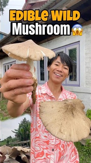 Biggest Wild Mushroom 🍄‍🟫😱 #foodvlog #wildfood #mushroom #villagefood #mushroomrecipe #foodlover