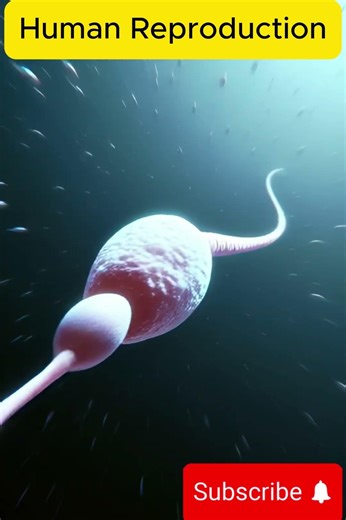 How Human Reproduction Works 🧬 | Fertilization & Baby Development Explained #anotomy #humanbody