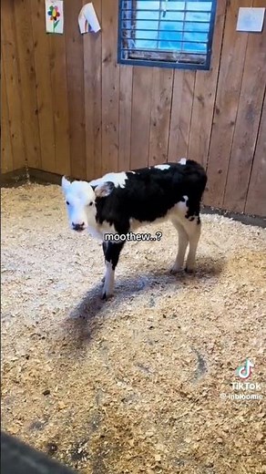 Zesty cow mooing - TikTok Archive