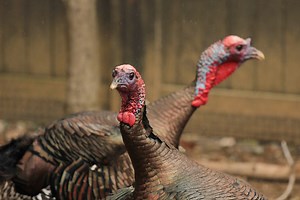Eight wild facts about wild turkeys: Morgan Paskert