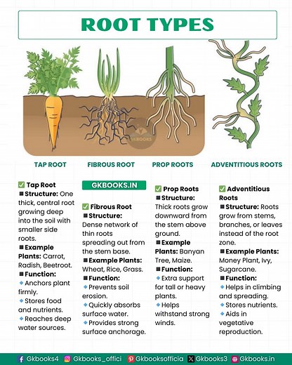 ✅ ROOT TYPES 🌱 — Nature’s Hidden Support System 🔍 Tap Root: Deep anchor, food storage, water seeker. 🌾 Fibrous Root: Surface spreader, erosion fighter, quick drinker. 🌳 Prop Roots: Extra pillars for strength and stability. 🌿 Adventitious Roots: Climbers, nutrient storers, plant multipliers. 🌎 Why It Matters: Roots keep plants alive, healthy, and thriving — above and below ground. #RootTypesExplained #PlantScienceMadeEasy #NatureUnderOurFeet #BotanyForEveryone #GreenLearning | Gkbooks