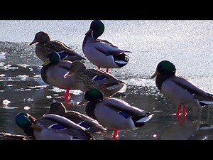 ESSA - Ambient Groove Loop / Enten beim Baden