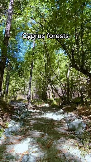 Discover Cedar Valley: The Marvelous Cyprus Forests