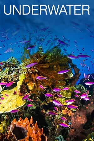 Bonaire Underwater | Under The Water | Live Cams | Explore.org