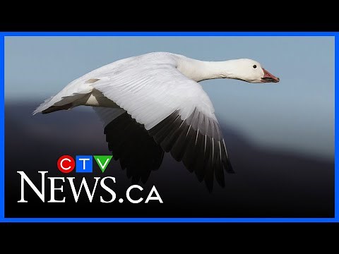 See the snow geese as they migrate north