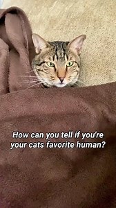 272K views · 1.6K reactions | How can you determine if you are your cat’s favorite human? | Pets Today | Facebook