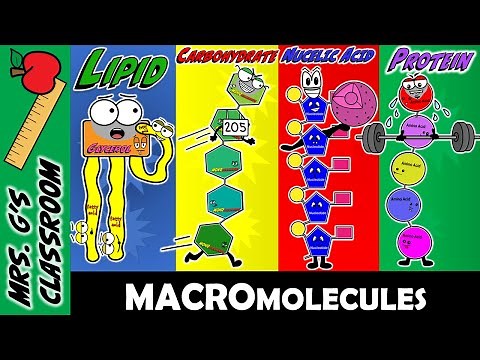 What Are the 4 Major Macromolecules and How Are They Made?
