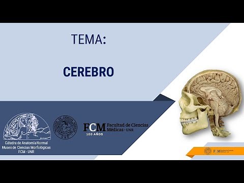 Sistema Nervioso. Cerebro