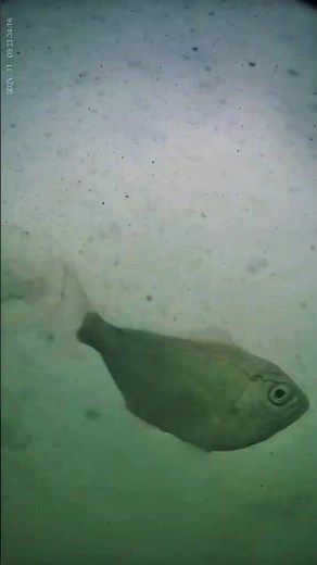 Surf Perch Underwater Cam