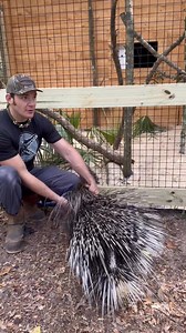187K views · 6.3K reactions | Our two porcupines at the sanctuary!...