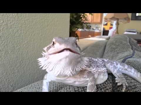 Bearded Dragon hissing