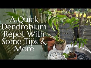 A Quick dendrobium Repot With Some Tips & More