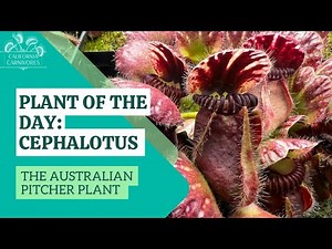 Plant of the Day: Cephalotus